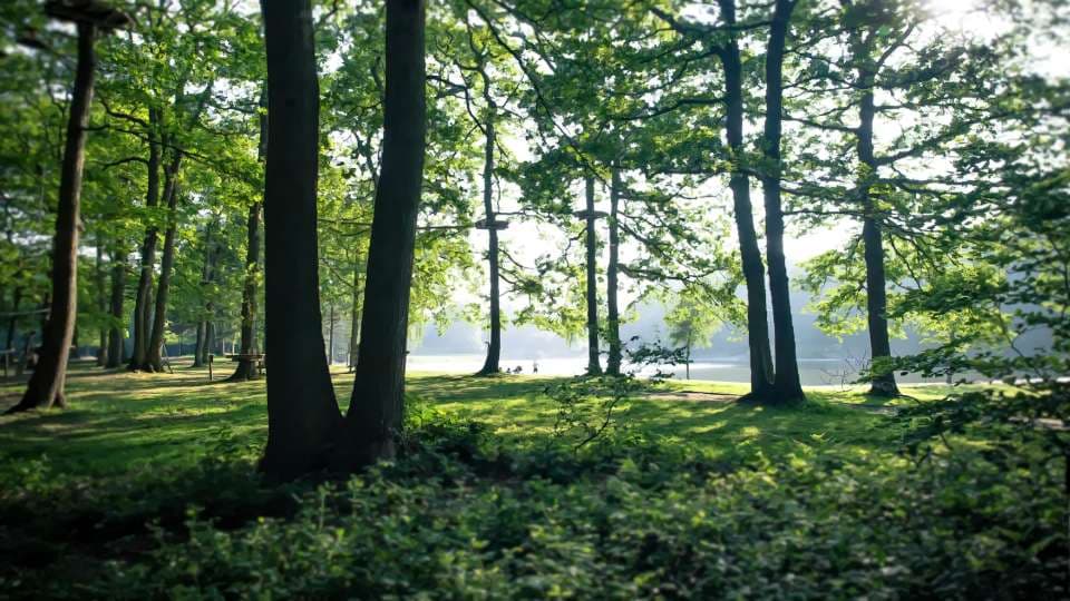 Forêt de Montgeon